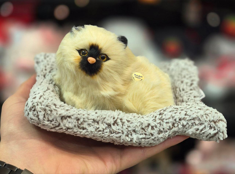 گربه بالشتی موزیکال کرم نشسته